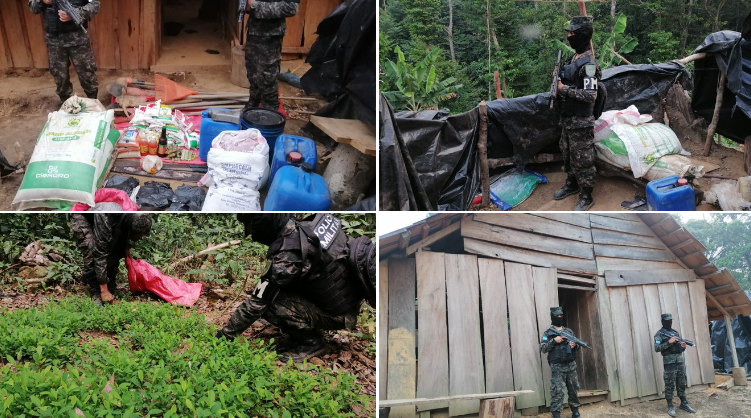 Localizan 120 mil plantas de coca en La Masica, Atlántida Localizan 120 mil plantas de coca en La Masica, Atlántida