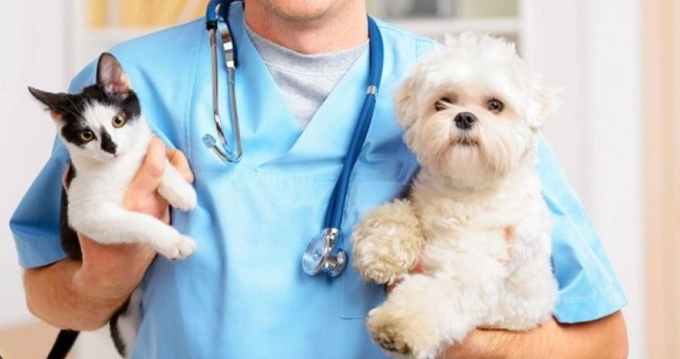 Día Mundial del Veterinario ¿Cuál es su origen?