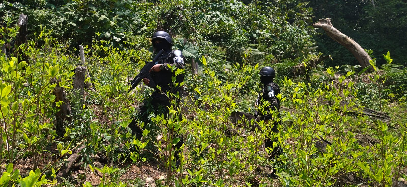 Al menos, 340 mil plantas de coca hallan este sábado en La Masica
