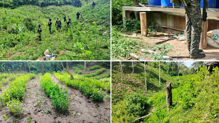 FFAA incautó más de 1,8 millones de plantas de hoja de coca en tres meses