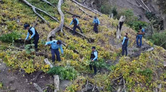 UDEP-4 decomisa más de 70 plantas de marihuna y detiene sujeto en Copán
