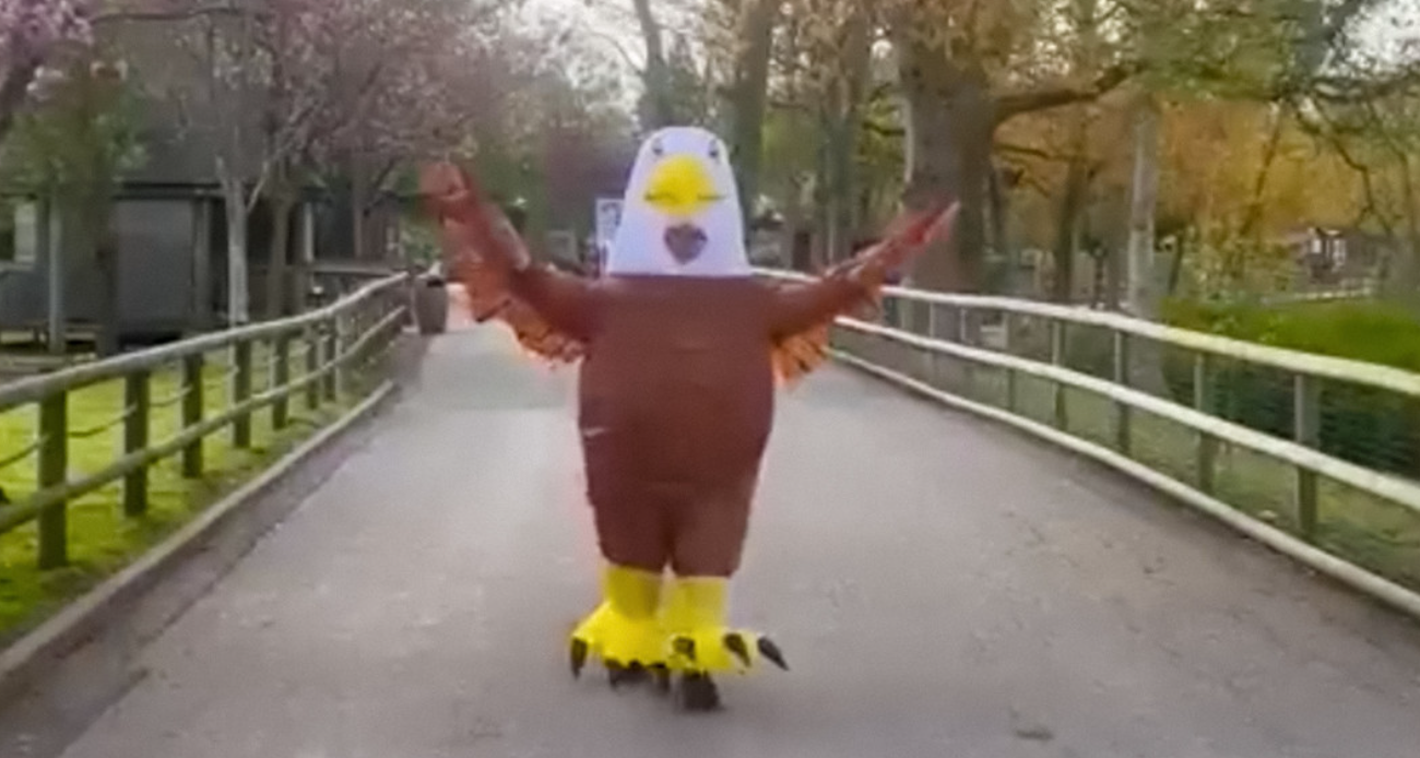 Un zoológico en Inglaterra busca personas que se disfracen de pájaro para asustar gaviotas