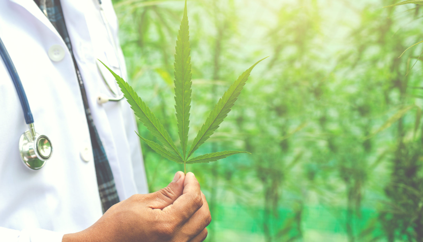 Costa Rica otorga la primera licencia para la producción de cannabis medicinal Costa Rica otorga la primera licencia para la producción de cannabis medicinal