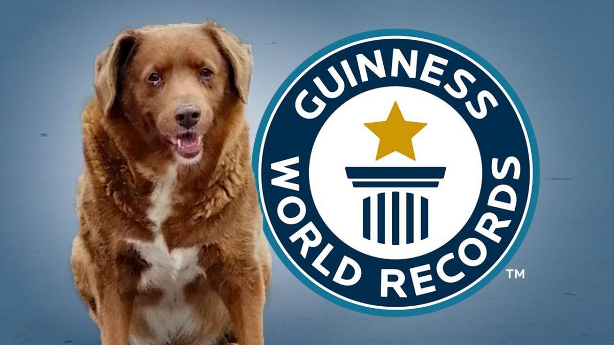 Bobi, el perro más viejo del mundo, cumplió 31 años y rompió el récord Guinness