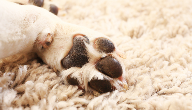 Mujer denuncia abuso sexual contra su perrita y las autoridades se hacen de la “vista gorda”