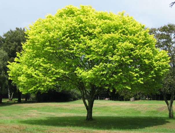 Hoy 30 de mayo se celebra el Día del Árbol en Honduras Hoy 30 de mayo se celebra el Día del Árbol en Honduras