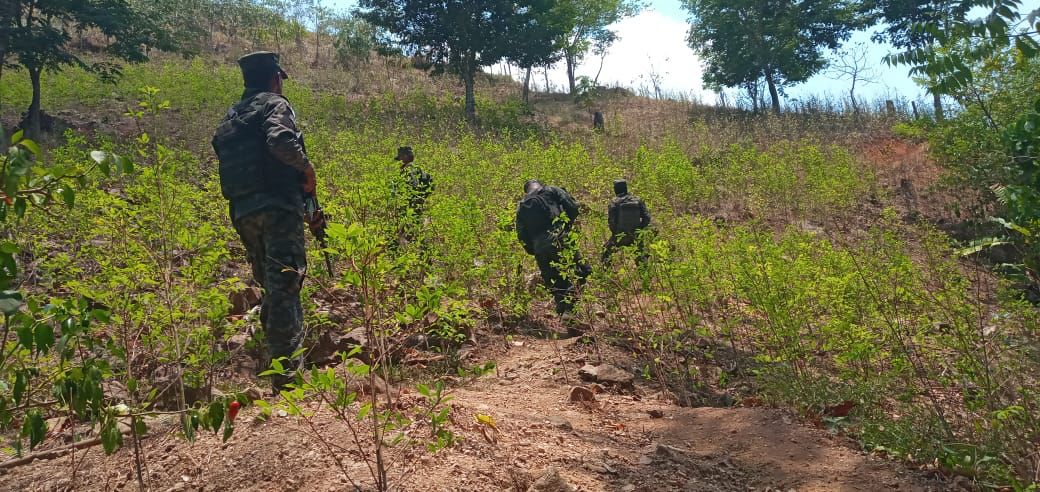 Más de 11 manzanas de arbustos de coca son encontrados en Colón
