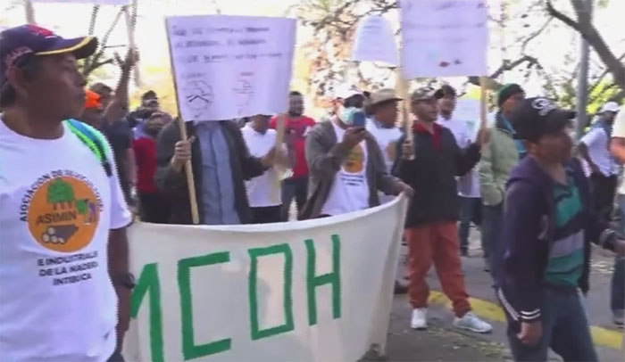 Silvicultores protestan en el ICF, exigiendo permisos para explotación del bosque