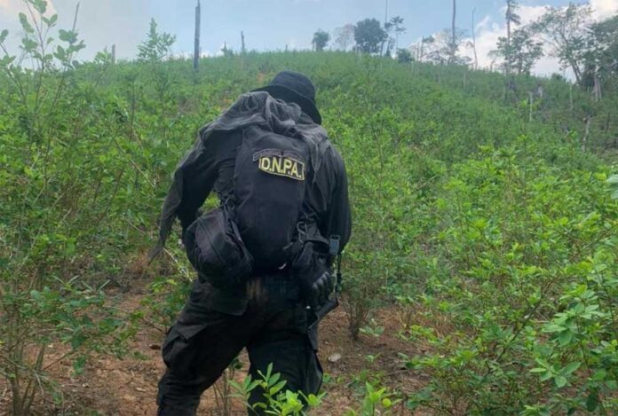 La Policía Nacional realiza el aseguramiento de dos millones de plántulas de coca en Olancho