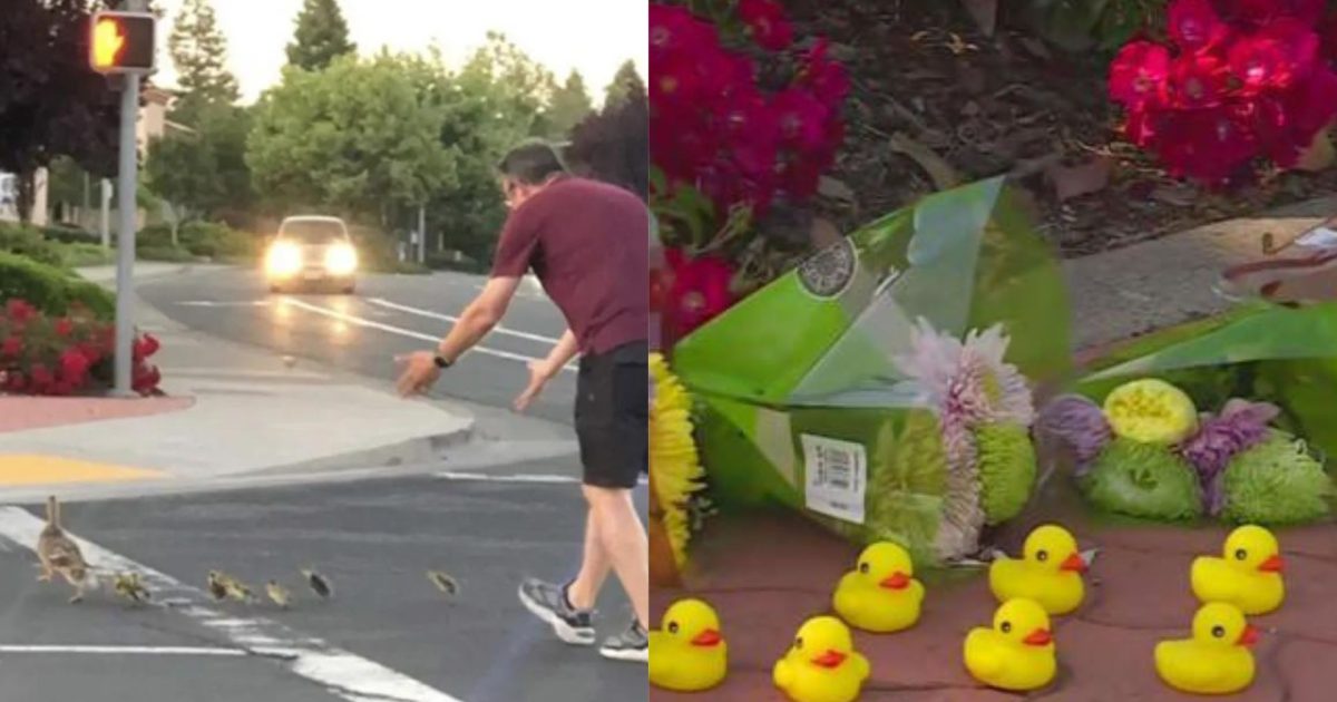 Hombre intentó ayudar a una familia de patos a cruzar la calle y fallece atropellado