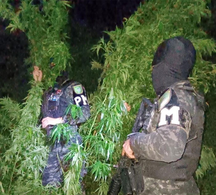 Plantación de marihuana y coca es asegurada en Olanchito Plantación de marihuana y coca es asegurada en Olanchito