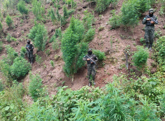 En Parque Nacional de Yoro es asegurada plantación de marihuana crispy En Parque Nacional de Yoro es asegurada plantación de marihuana crispy