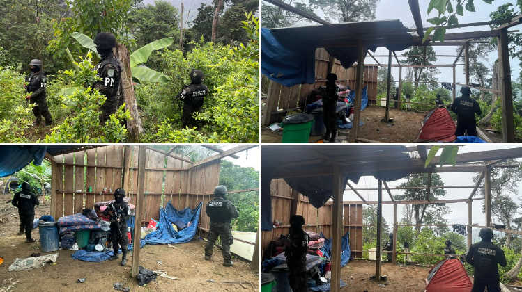 Aseguran dos plantaciones de arbustos de hoja de coca y un narcolaboratorio en Yoro