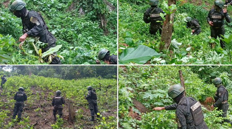 Destruyen más de 20 mil plantas de coca en Colón