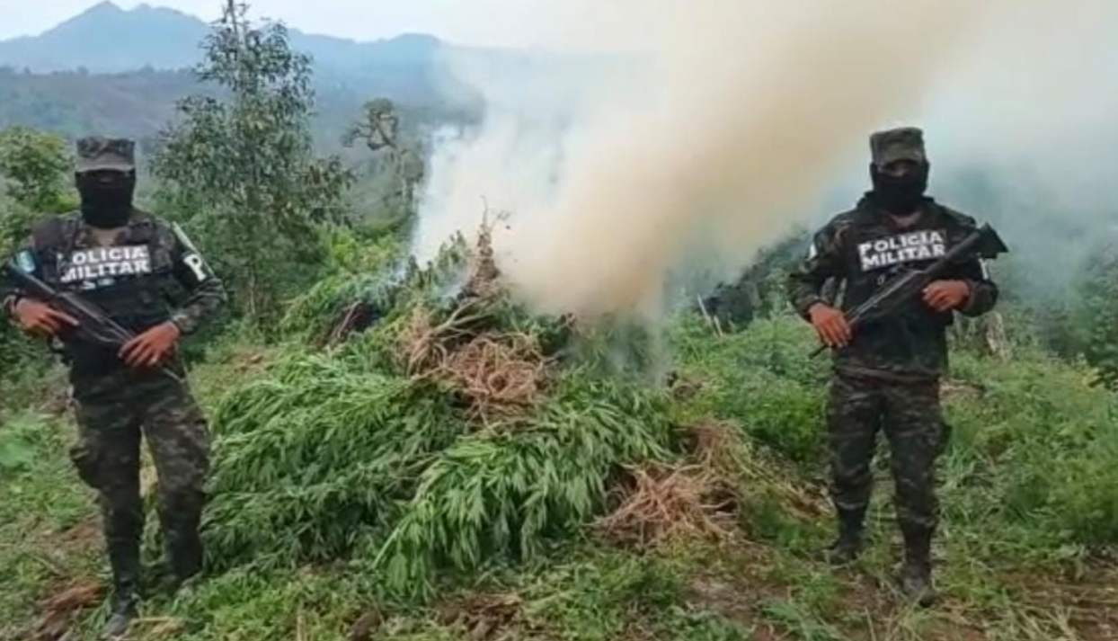 Incautados más de 100.000 arbustos de hoja de coca en Azacualpa, Santa Bárbara