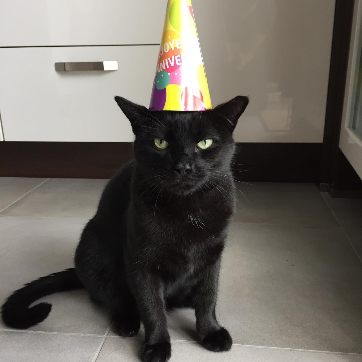 «Pépito» el gato famoso de twitter ¿lo conoces?