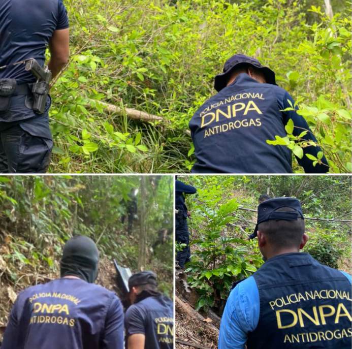 Colón: Destruyen plantaciones de arbustos de coca y un narcolaboratorio