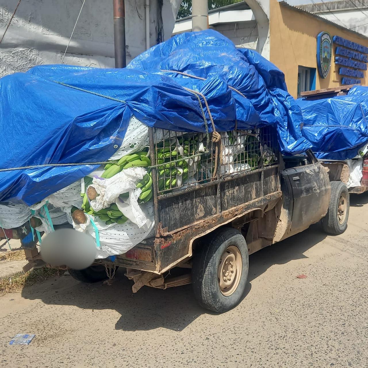 Detienen a dos personas cuando cargaban vehículos de bananos robados en Omonita, San Manuel, Cortés