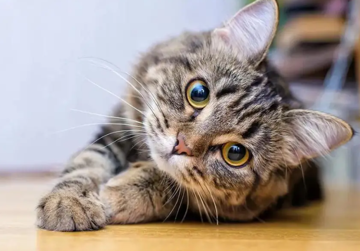 Día Internacional del Gato: ¿Por qué se celebra cada 8 de agosto? Día Internacional del Gato: ¿Por qué se celebra cada 8 de agosto?