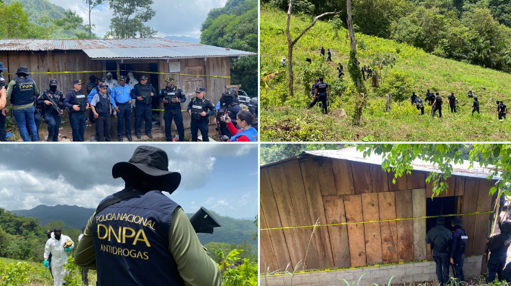 Imparable la siembra de plantas de hoja de coca en el país