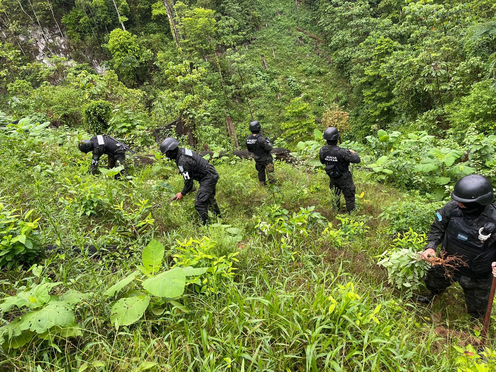 Autoridades policiales encuentran extensa plantación de arbustos de coca en Patuca, Olancho Autoridades policiales encuentran extensa plantación de arbustos de coca en Patuca, Olancho