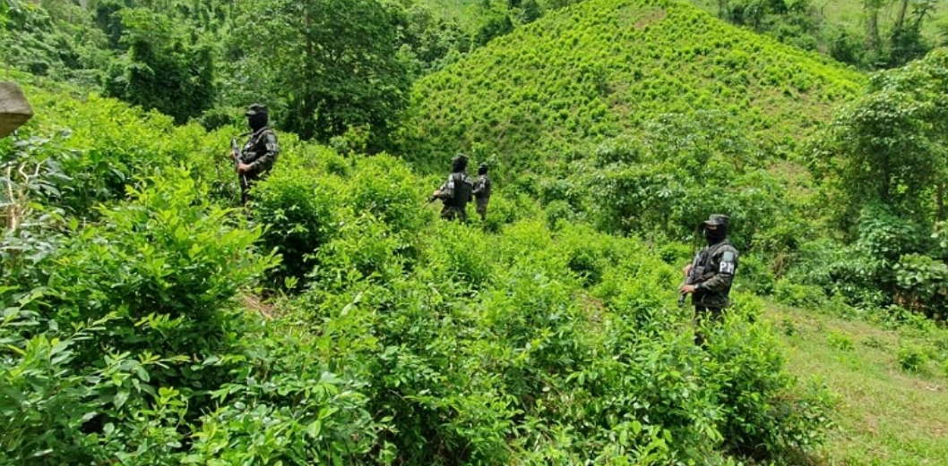 Aseguran en Olancho 22 manzanas de tierra con 198,000 arbusto de hoja de coca Aseguran en Olancho 22 manzanas de tierra con 198,000 arbusto de hoja de coca