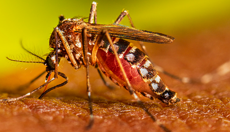 Fallecen dos menores por dengue en la zona central de Honduras