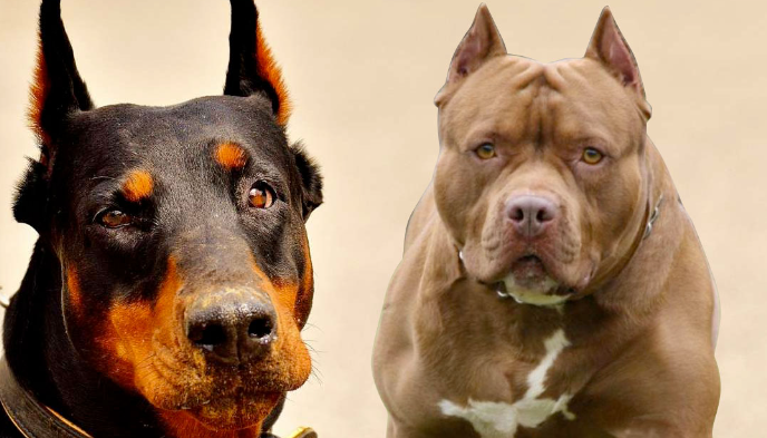 ROBERTO CONTRERAS: “Prohibido el paseo de perros de raza dóberman y pitbull en lugares públicos”