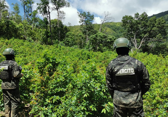 14 manzanas con cultivos de hoja de coca son encontradas en Iriona, Colón