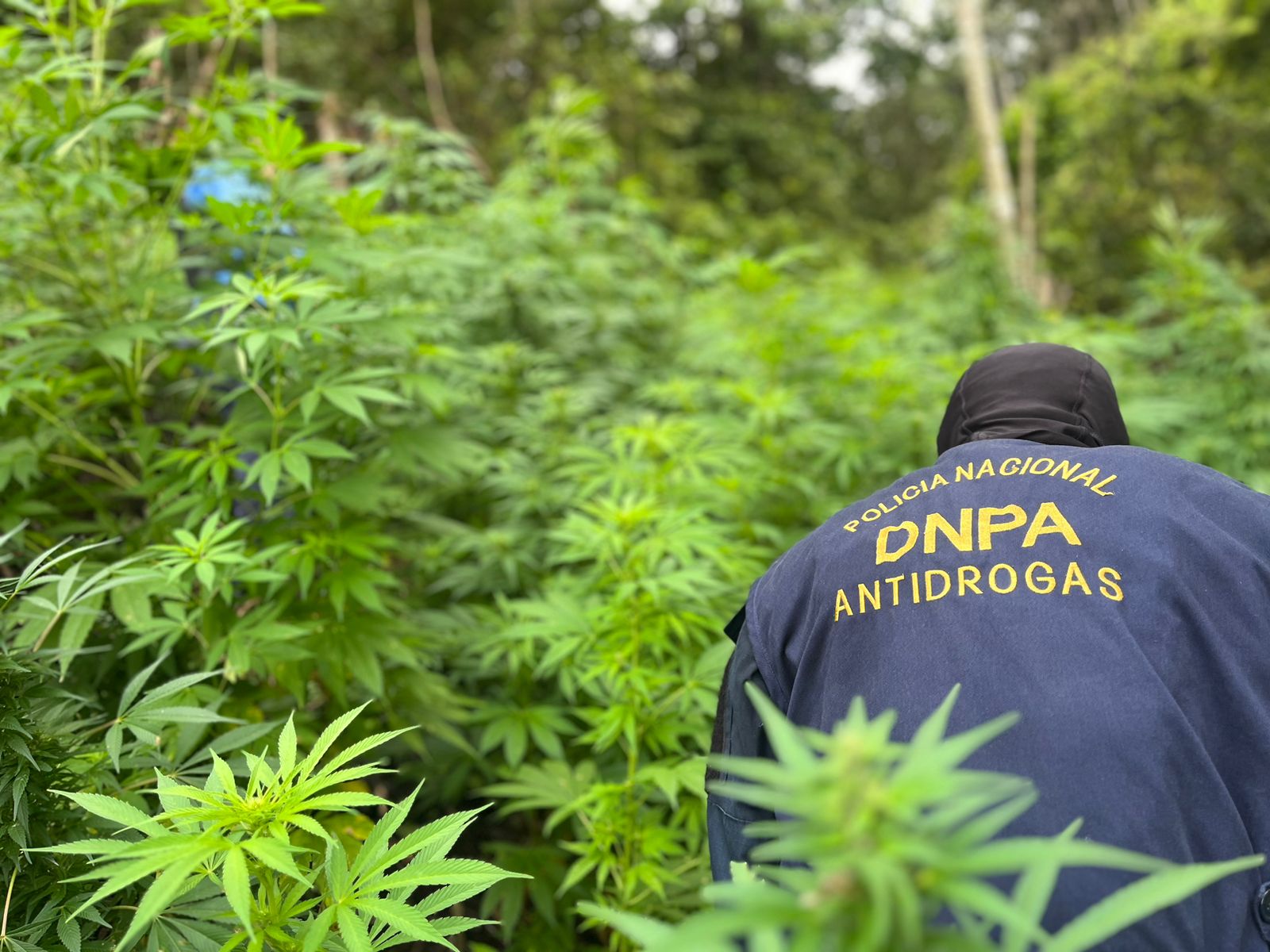 Elementos antidrogas erradican e incineran más de 200,000 plantas de marihuana en Marales