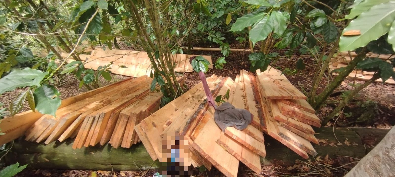 Agentes de investigación desmantelan aserradero clandestino