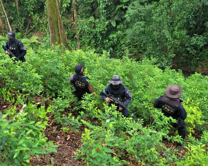 Erradican en Colón 25 manzanas de plantaciones de arbustos de hoja de coca