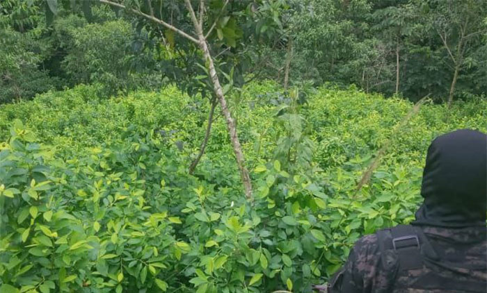 En el Parque Nacional Sierra Río Tinto, incautan más de 196 mil arbustos de coca