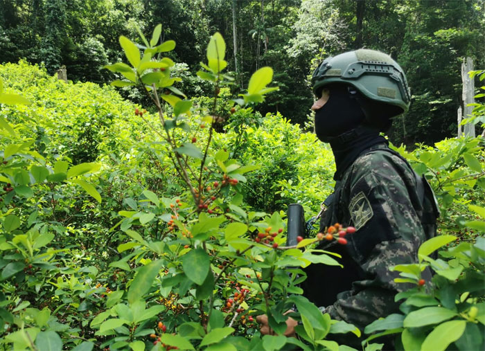 Más de 41 mil arbustos de coca son encontrados en Iriona, Colón Más de 41 mil arbustos de coca son encontrados en Iriona, Colón