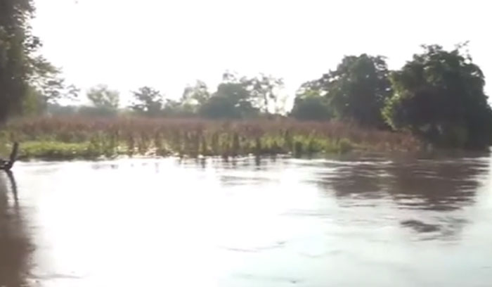 Pérdida de cultivos por inundaciones en Potrerillos, Cortés