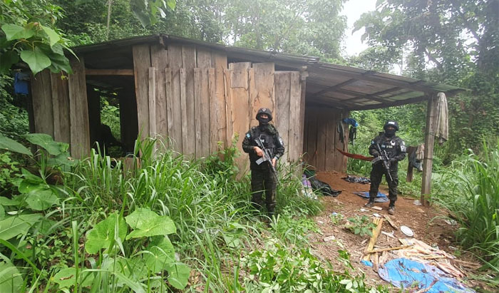 Más de 136 mil arbustos de coca son asegurados en El Paraíso Más de 136 mil arbustos de coca son asegurados en El Paraíso