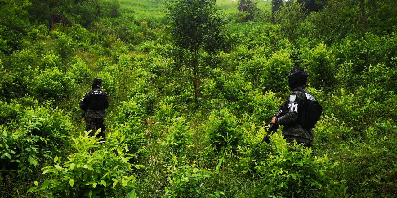 135 mil plantas de coca son incautadas en Olancho