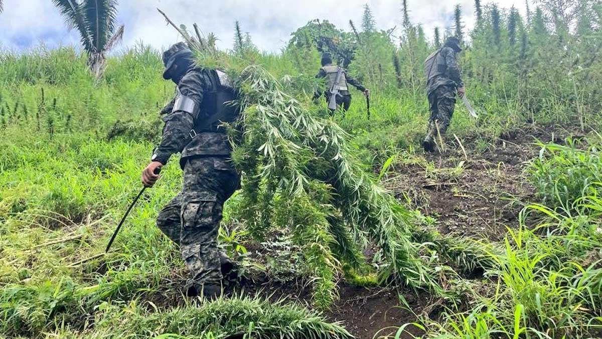 FFAA decomiso más de 10 mil plantas de marihuana en Tocoa