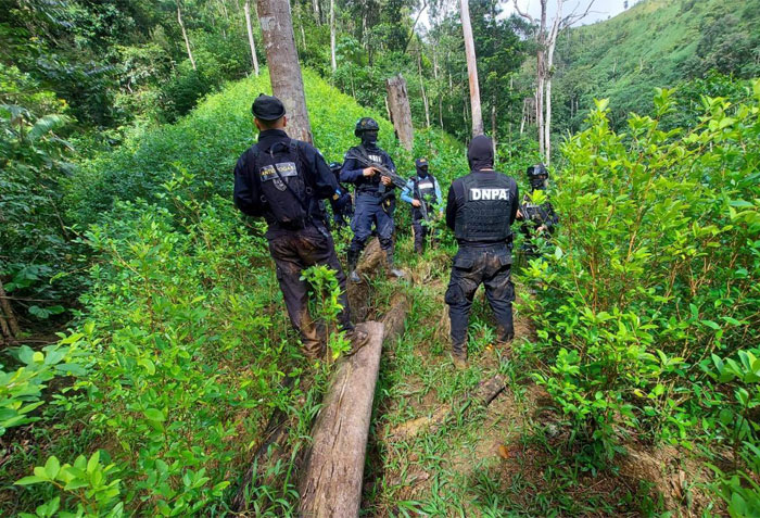 Cinco manzanas de cultivo de coca son aseguradas en Santa Bárbara y Colón