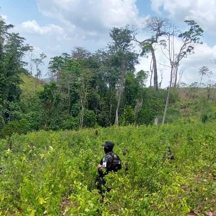PMOP asegura 95 mil plantas de hoja de coca en Olancho PMOP asegura 95 mil plantas de hoja de coca en Olancho