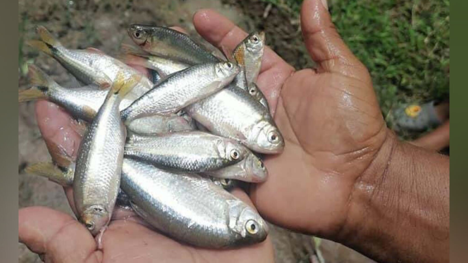 Pescadores del cielo: habitantes de Yoro esperan la lluvia de peces entre Mayo y Junio