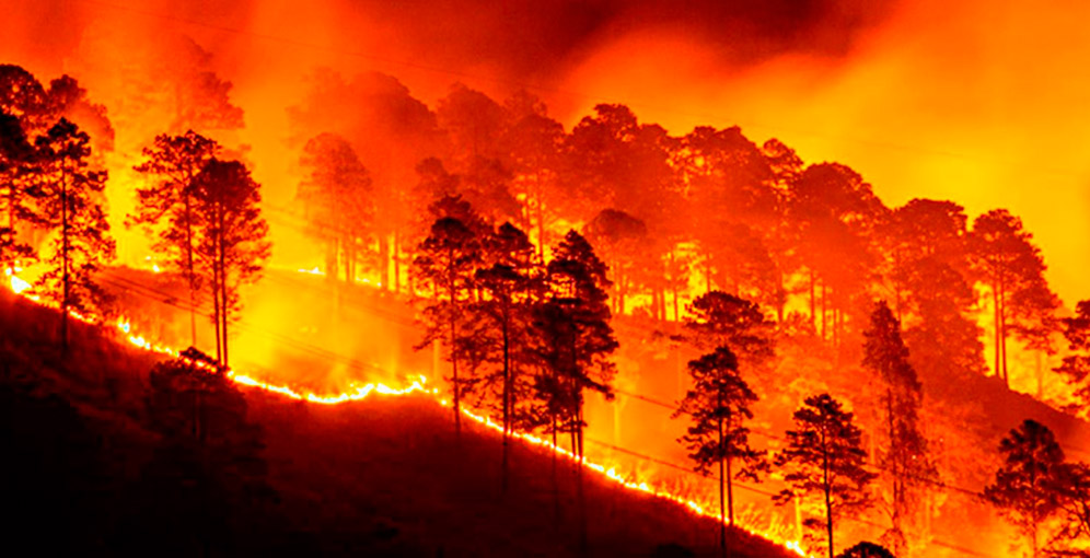Acciones contra enemigos del bosque prepara el MP para frenar daños ambientales