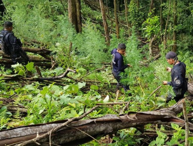 Las Fuerzas Armadas aseguran plantación de coca en Atlántida