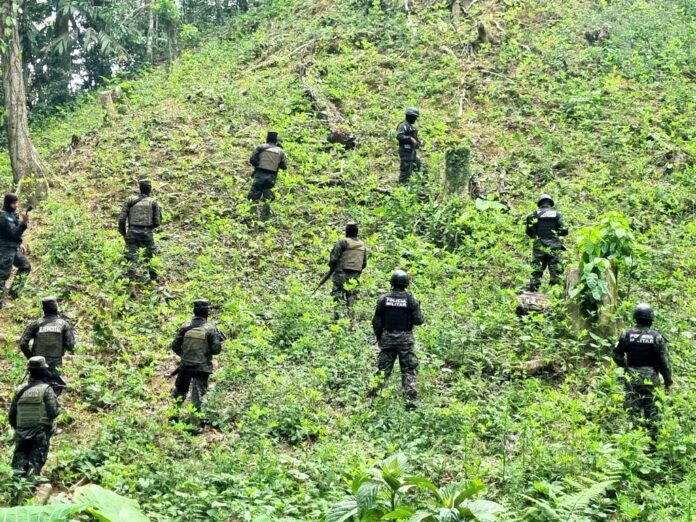 Aseguran dos plantaciones de coca en la biósfera del Río Plátano