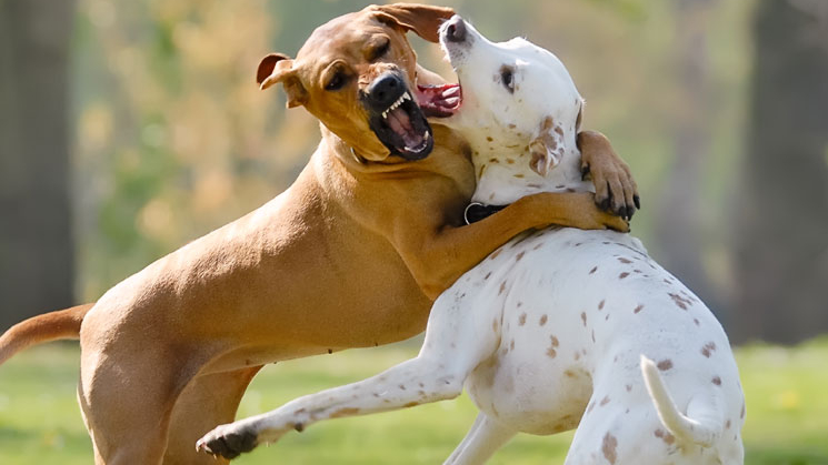 Por discusión de pelea de perros mujer muere de ataque al corazón