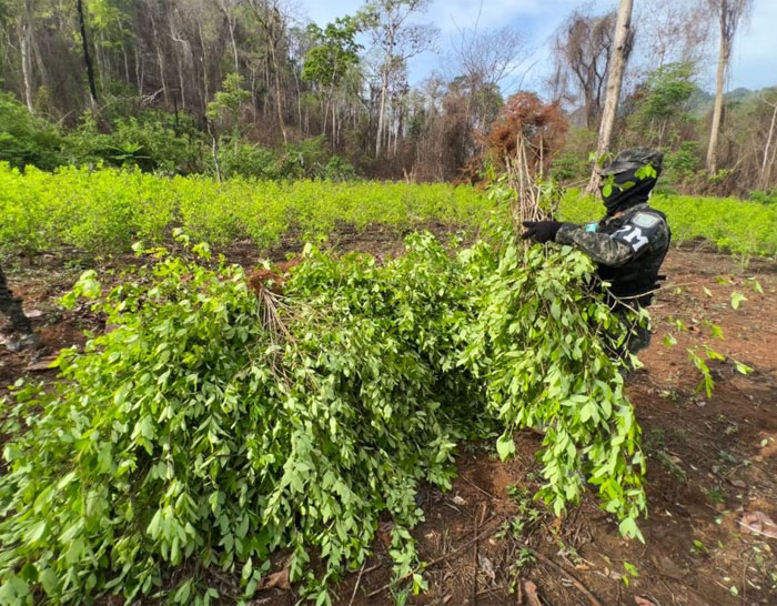 Las Fuerzas Armadas aseguran 23 mil arbustos de coca en Olancho Las Fuerzas Armadas aseguran 23 mil arbustos de coca en Olancho