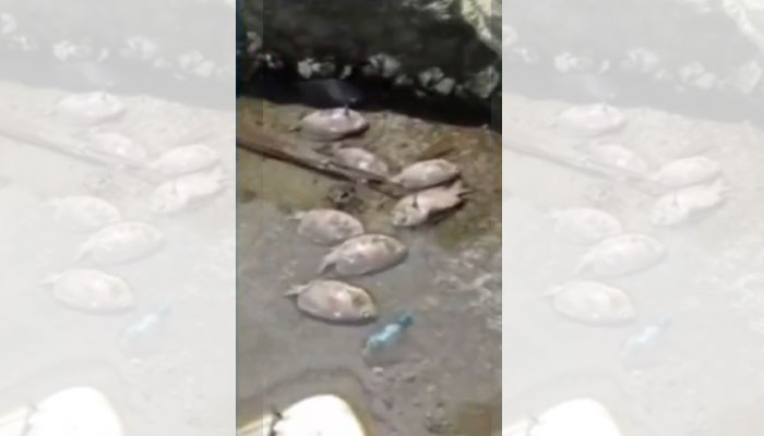Se reporta muerte masiva de peces en Omoa
