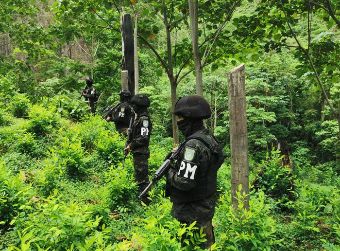 Confiscan 77.800 arbustos de coca en Colón.
