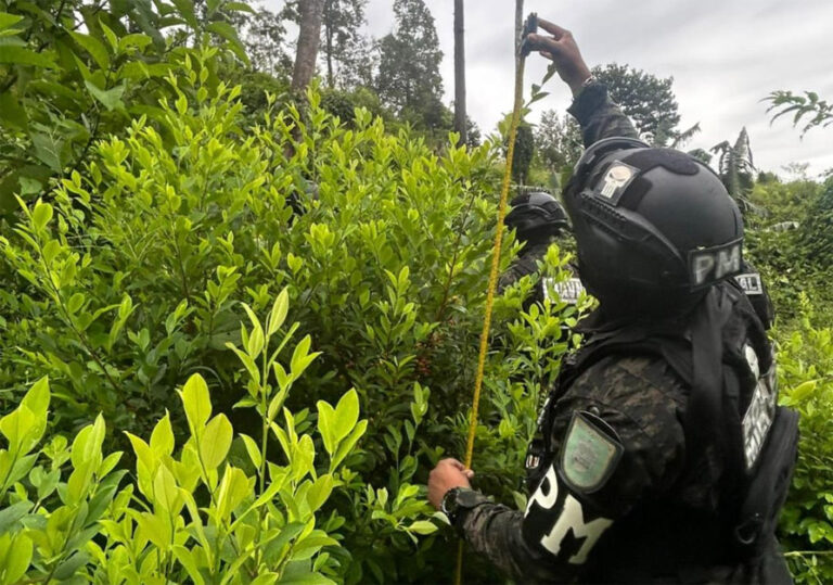 Confirman cultivo de coca en el Parque Nacional Pico Bonito
