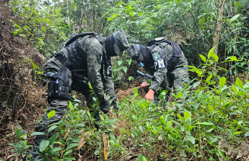 FFAA incautan cultivos de hoja de coca en el departamento de Gracias a Dios